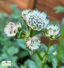 Attēlu rezultāti vaicājumam “Astrantia major”