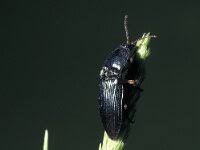 Attēlu rezultāti vaicājumam “Selatosomus aeneus”