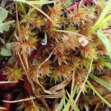 Attēlu rezultāti vaicājumam “Pohlia bulbifera”