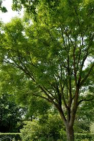 Attēlu rezultāti vaicājumam “Phellodendron amurense”