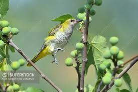 Attēlu rezultāti vaicājumam “Oriolus oriolus”