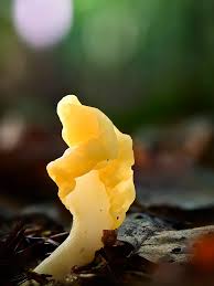 Attēlu rezultāti vaicājumam “Spathularia flavida”