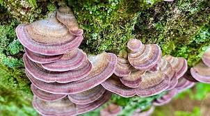 Attēlu rezultāti vaicājumam “Trichaptum biforme”