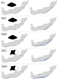 Image result for Gymnura natalensis