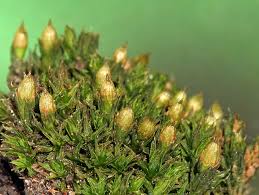 Attēlu rezultāti vaicājumam “Orthotrichum diaphanum sporophyte”