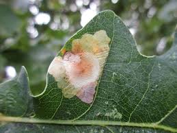 Attēlu rezultāti vaicājumam “Tischeria ekebladella”