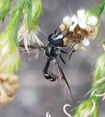 Attēlu rezultāti vaicājumam “Arctophila superbiens”