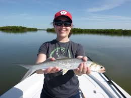 Image result for Elops saurus