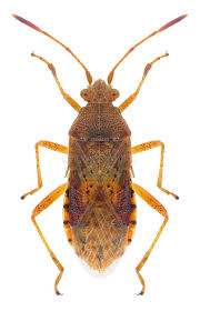 Attēlu rezultāti vaicājumam “Rhopalus maculatus imago”