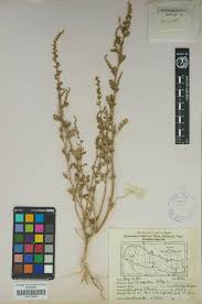 Image result for Chenopodium botrys
