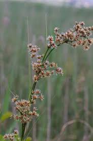 Attēlu rezultāti vaicājumam “Cladium mariscus”