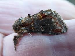 Attēlu rezultāti vaicājumam “Notodonta dromedarius”