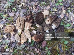 Attēlu rezultāti vaicājumam “Morchella sp.”