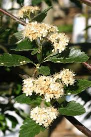 Attēlu rezultāti vaicājumam “Sorbus intermedia”