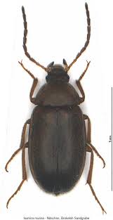 Attēlu rezultāti vaicājumam “Isomira murina”