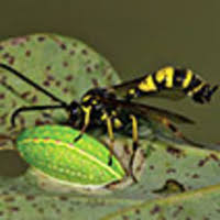 Attēlu rezultāti vaicājumam “Epirhoe tristata”