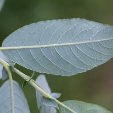 Attēlu rezultāti vaicājumam “Salix myrtilloides leaf”