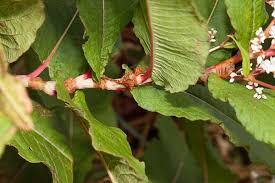Attēlu rezultāti vaicājumam “Reynoutria sachalinensis leaf”