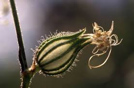 Attēlu rezultāti vaicājumam “Silene tatarica bud”