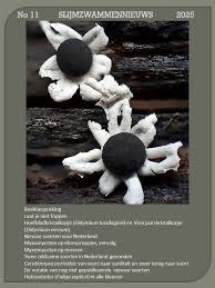 Attēlu rezultāti vaicājumam “Didymium tussilaginis”