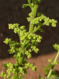 Image result for Chenopodium botrys