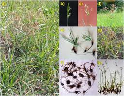 Attēlu rezultāti vaicājumam “Cyperaceae”