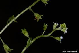 Attēlu rezultāti vaicājumam “Myosotis laxa subsp. baltica”