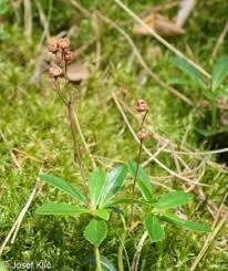 Attēlu rezultāti vaicājumam “Chimaphila umbellata fruit”
