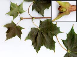 Attēlu rezultāti vaicājumam “Acer platanoides”