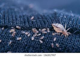 Attēlu rezultāti vaicājumam “Licea pusilla macro”