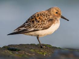 Attēlu rezultāti vaicājumam “Calidris alba adult”