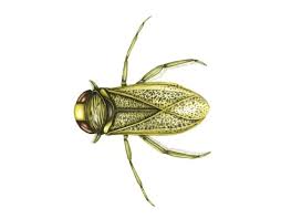 Attēlu rezultāti vaicājumam “Notonecta glauca”