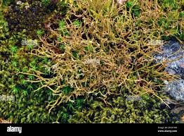Attēlu rezultāti vaicājumam “Cladonia ciliata”