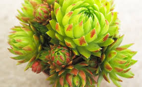 Attēlu rezultāti vaicājumam “Jovibarba globifera leaf”