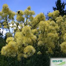 Attēlu rezultāti vaicājumam “Thalictrum flavum fruit”