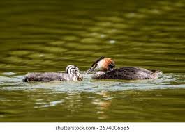 Attēlu rezultāti vaicājumam “Podiceps cristatus adult”