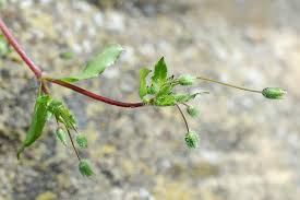Attēlu rezultāti vaicājumam “Stellaria pallida”