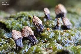 Attēlu rezultāti vaicājumam “Craterium leucocephalum var. scyphoides spores”