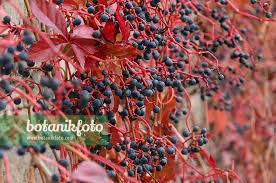 Attēlu rezultāti vaicājumam “Parthenocissus quinquefolia fruit”