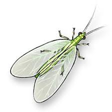 Attēlu rezultāti vaicājumam “Chrysopa”