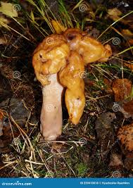 Attēlu rezultāti vaicājumam “Gyromitra gigas”