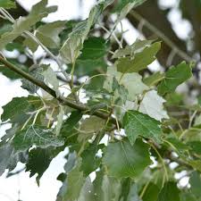 Attēlu rezultāti vaicājumam “Populus alba Nivea”