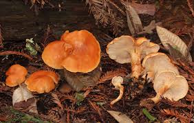 Attēlu rezultāti vaicājumam “Lepista sp.”