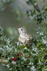 Attēlu rezultāti vaicājumam “Turdus viscivorus adult”