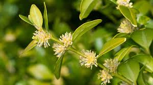 Attēlu rezultāti vaicājumam “Buxus sempervirens flower”