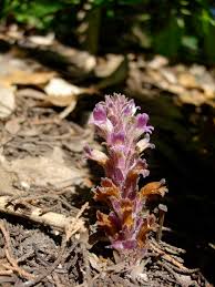 Attēlu rezultāti vaicājumam “Orobanche coerulescens flower”
