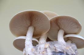 Image result for macrocybe titans