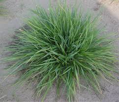 Attēlu rezultāti vaicājumam “Cynosurus cristatus flower”