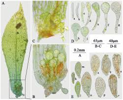 Attēlu rezultāti vaicājumam “Physcomitrium pyriforme sporophyte”