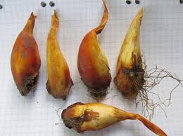 Attēlu rezultāti vaicājumam “Colchicum luteum”